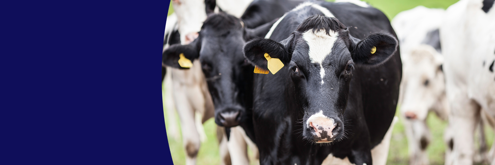 02_home_slider Group of cows