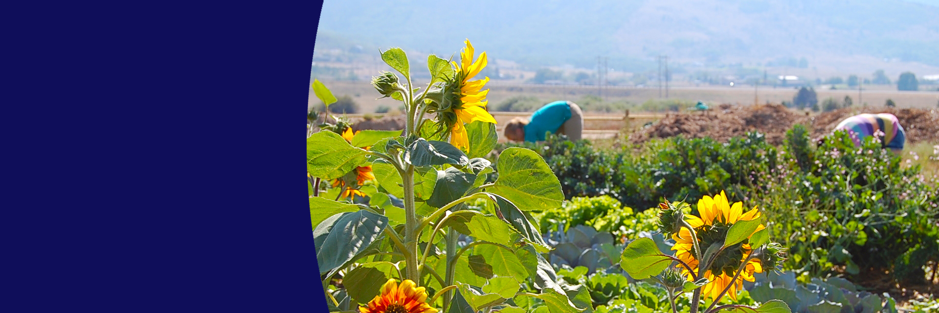 ATTRA SIFT FARM ATTRA SIFT FARM